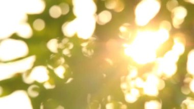 Gün ışığıyla hareket eden ağaç yaprakları, Chiangmai Tayland