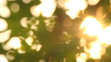 Gün ışığıyla hareket eden ağaç yaprakları, Chiangmai Tayland