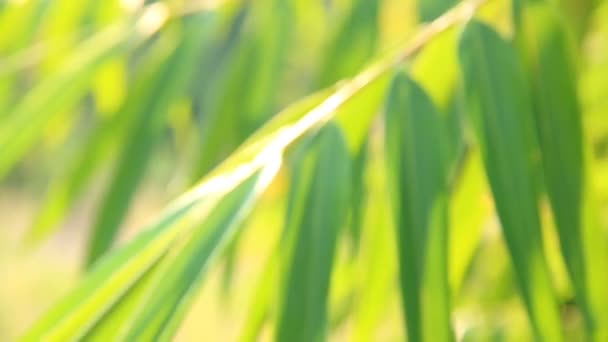 Folhas Bambu Desfocadas Com Luz Solar Noite Chiangmai Tailândia — Vídeo de Stock