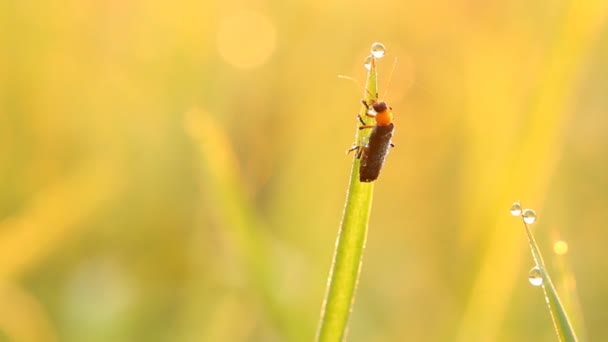 Bug Mászás Levélen Ajtón Chiangmai Thaiföld — Stock videók