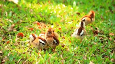   Küçük civcivler bahçede yiyecek buluyor Chiangmai Tayland