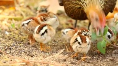 Tavuk, Chiangmai Tayland bahçesinde yavruları için yiyecek buluyor..