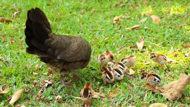 Dia Menemukan Makanan Untuk Anak Anaknya Kebun Chiangmai Thailand — Stok Video