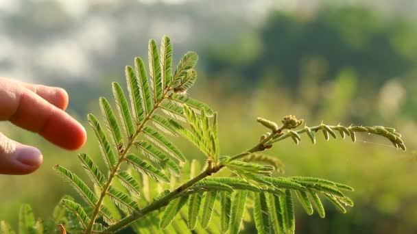 Vue Des Feuilles Arbre Herbe Matin Chiangmai Thaïlande — Video