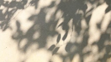 Duvarda gölgeler bırakır, Chiangmai Tayland açıklarında.