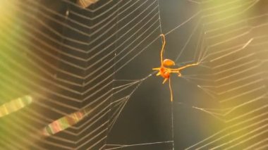 Örümcek güneş ışığıyla ağı tutuyor, Chiangmai Tayland