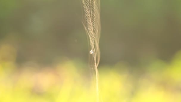 Spider Tartja Weben Napfény Chiangmai Thaiföld — Stock videók