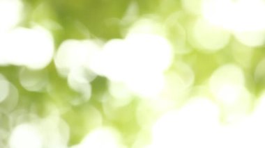 Güneşli bulanık ağaç yaprakları, Chiangmai Tayland