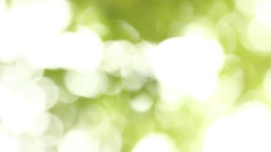 Güneşli bulanık ağaç yaprakları, Chiangmai Tayland