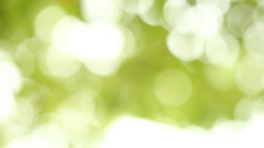 Güneşli bulanık ağaç yaprakları, Chiangmai Tayland