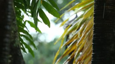 Arkaplanda bulanık yapraklar, yağmur damlaları, Chiangmai Tayland  