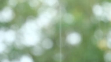 Arkaplanda bulanık yapraklar, yağmur damlaları, Chiangmai Tayland  