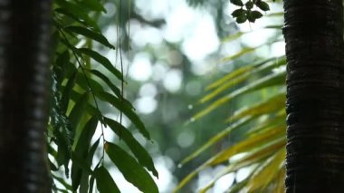 Yağmur yağarken rüzgarla hareket eden ağaç yaprakları, Chiangmai Tayland.