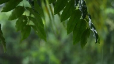 Yağmur yağarken rüzgarla hareket eden ağaç yaprakları, Chiangmai Tayland.