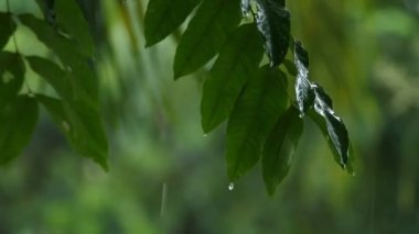 Yağmur yağarken rüzgarla hareket eden ağaç yaprakları, Chiangmai Tayland.