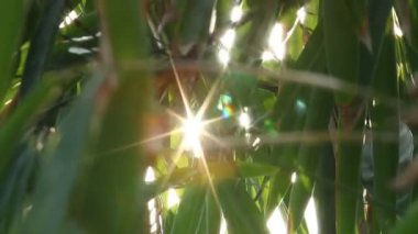 Gün ışığıyla hareket eden ağaç yaprakları, Chiangmai Tayland