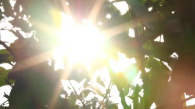 Gün ışığıyla hareket eden ağaç yaprakları, Chiangmai Tayland
