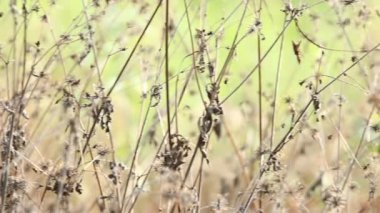 Güzel sonbahar yaprakları, doğa arka planı