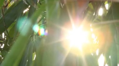 Gün ışığıyla hareket eden ağaç yaprakları, Chiangmai Tayland