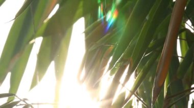 Gün ışığıyla hareket eden ağaç yaprakları, Chiangmai Tayland