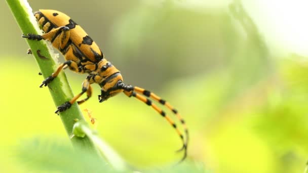 Longhorn Böceği Ağaca Tırmanıyor Chiangmai Tayland — Stok video