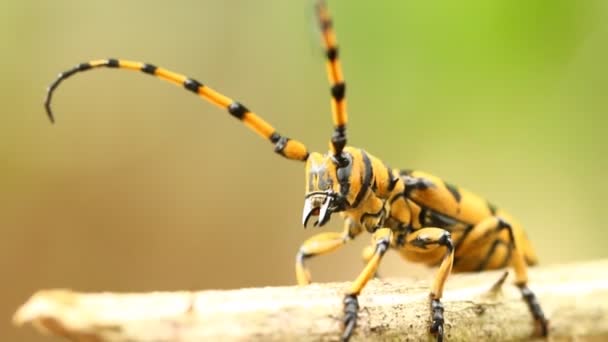 Kumbang Longhorn Memanjat Pohon Chiangmai Thailand — Stok Video