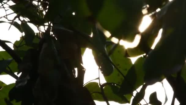 Hojas Verdes Bosque — Vídeos de Stock