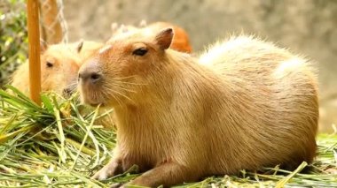 Chiangmai Tayland 'daki Capybara' yı kapatın.