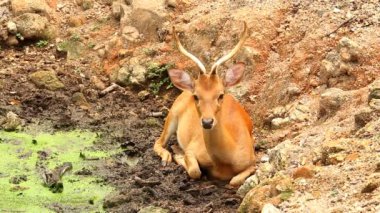 Tayland 'ın Chiangmai eyaletinde geyik.