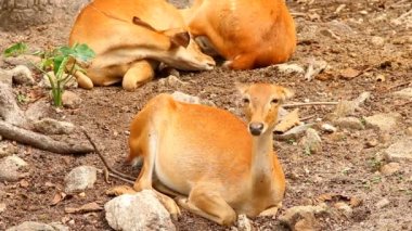 Tayland 'ın Chiangmai eyaletinde geyik.