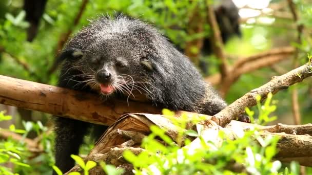 Binturong Laying Tree Chiangmai Thailand — Stock Video