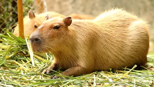 Zblízka Capybara Chiangmai Thajsku — Stock video