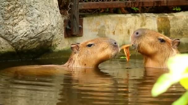 Közelkép Capybara Chiangmai Thaiföld — Stock videók