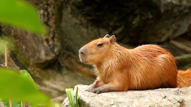 Close Capybara Chiangmai Thailandia — Video Stock