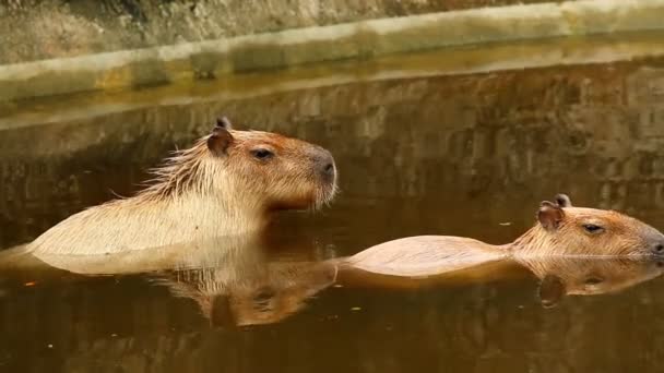 Close Capybara Chiangmai Thailand — Stock Video