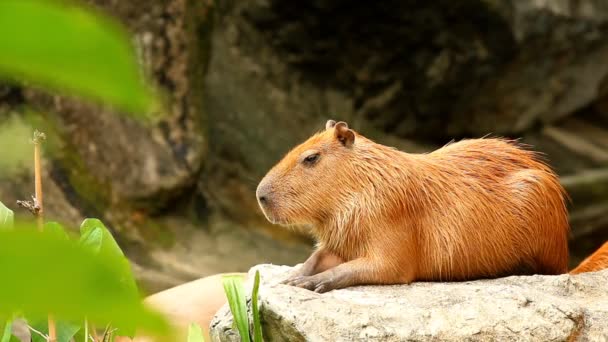 Zblízka Capybara Chiangmai Thajsku — Stock video