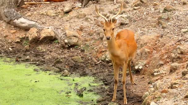 Hirsche Der Provinz Chiangmai Thailand — Stockvideo