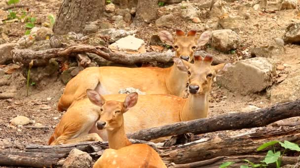 泰国清迈省的鹿 — 图库视频影像