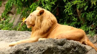 Büyük erkek aslan Chiangmai Tayland 'da uzandı.