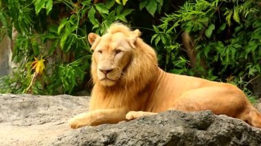 Büyük erkek aslan Chiangmai Tayland 'da uzandı.