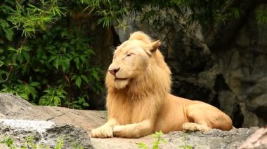 Büyük erkek aslan Chiangmai Tayland 'da uzandı.