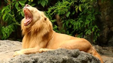 Büyük erkek aslan Chiangmai Tayland 'da uzandı.