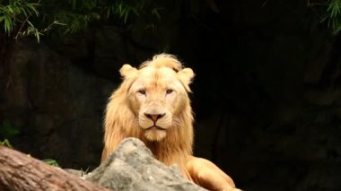Büyük erkek aslan Chiangmai Tayland 'da uzandı.
