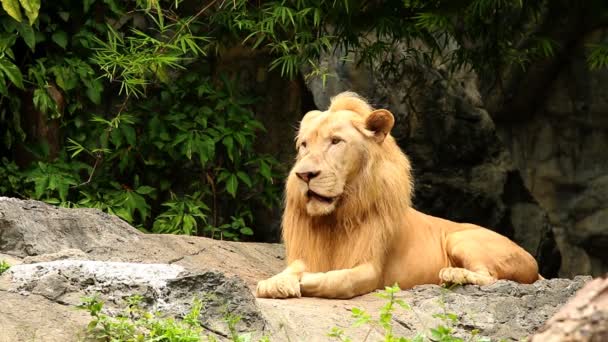 Big Male Lion Lay Chiangmai Thailand — Stock Video