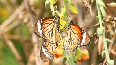 Kelebek çiçek poleni yiyor, dışarıda Chiangmai Tayland