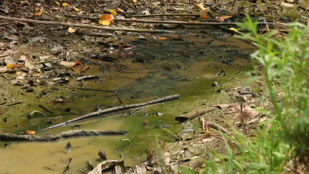 Evaporated Small Canal Countryside Climate Change Effect Chiangmai Thailand — Video