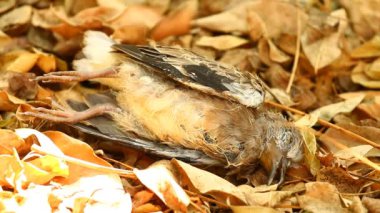 Kuş leşi yerde, Chiangmai Tayland 'ın dışında.