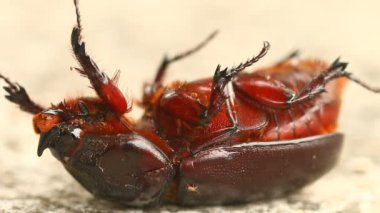 Kapalı kapılar ardında, Chiangmai Tayland