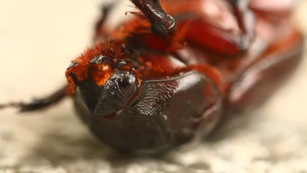 Escarabajo Cerca Puerta Afuera Chiangmai Tailandia — Vídeos de Stock