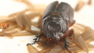 Böcek ve termitleri kapatın, Chiangmai Tayland 'ın dışında.